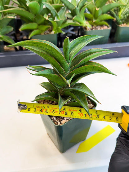 Sansevieria Zeleno Caj (xL1) (3) | Imported Plants