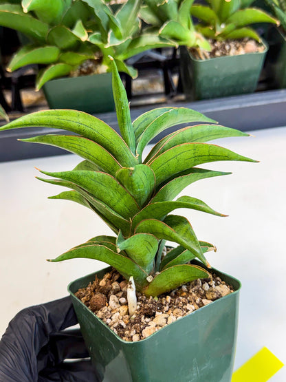 Sansevieria Zeleno Caj (xL1) (3) | Imported Plants