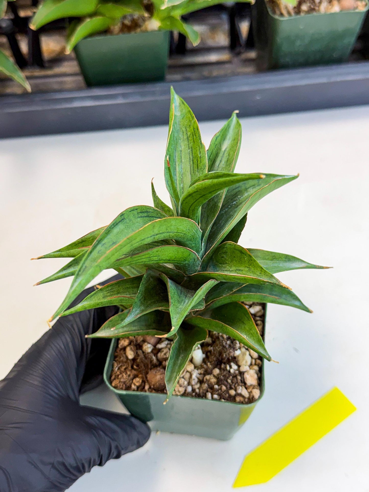 Sansevieria Zeleno Caj (xL1) (3) | Imported Plants