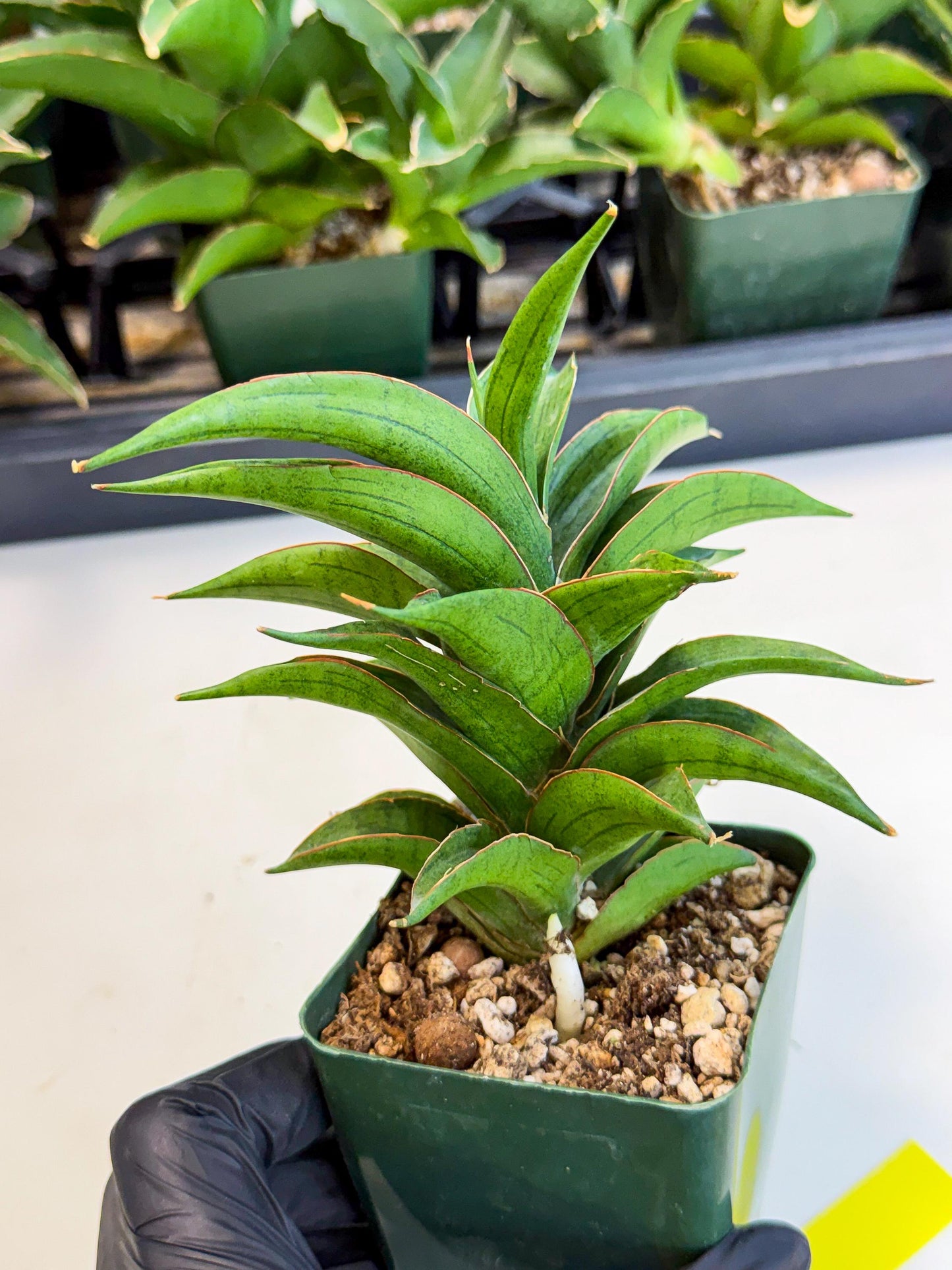 Sansevieria Zeleno Caj (xL1) (3) | Imported Plants