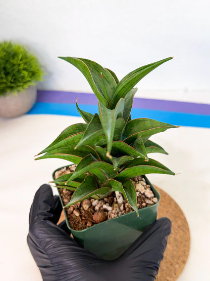 Sansevieria Zeleno Caj (xL1) (3) | Imported Plants