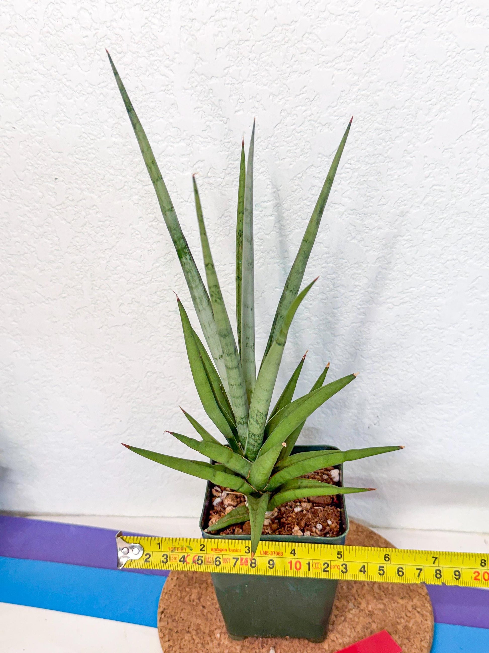 Sansevieria Thunder Stream (xL1) (2) | imported