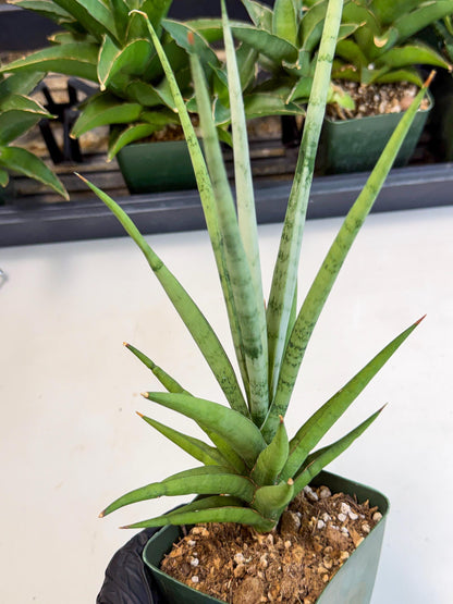 Sansevieria Thunder Stream (xL1) (2) | imported