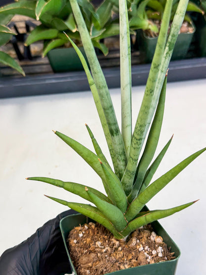 Sansevieria Thunder Stream (xL1) (2) | imported
