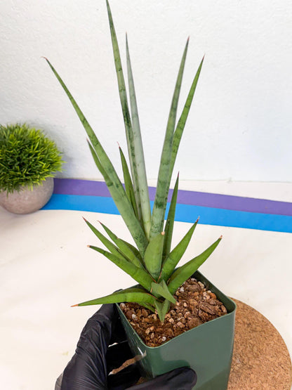 Sansevieria Thunder Stream (xL1) (2) | imported