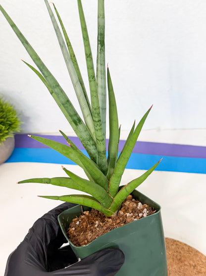 Sansevieria Thunder Stream (xL1) (2) | imported