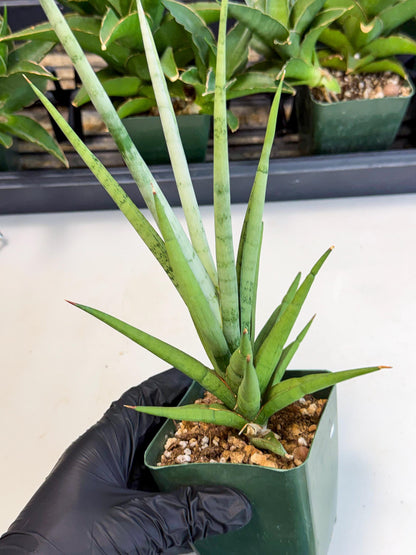 Sansevieria Thunder Stream (xL1) (2) | imported