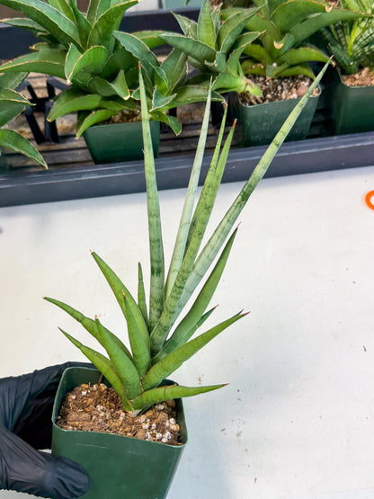 Sansevieria Thunder Stream (xL1) (2) | imported