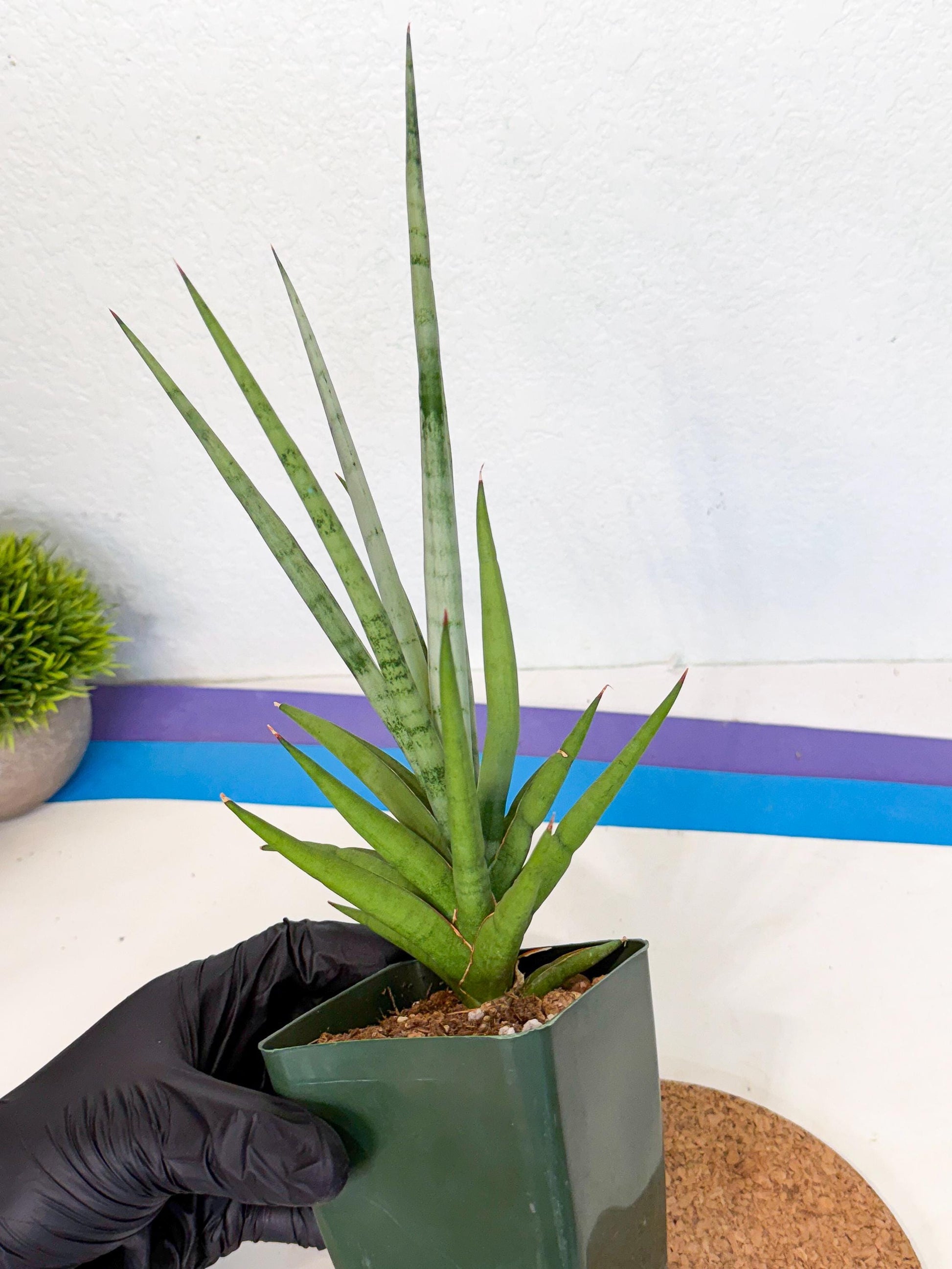 Sansevieria Thunder Stream (xL1) (2) | imported