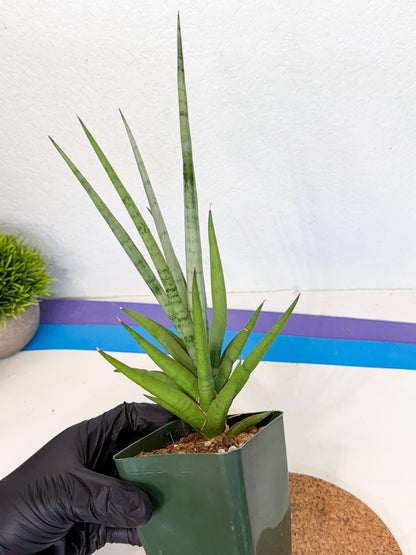 Sansevieria Thunder Stream (xL1) (2) | imported