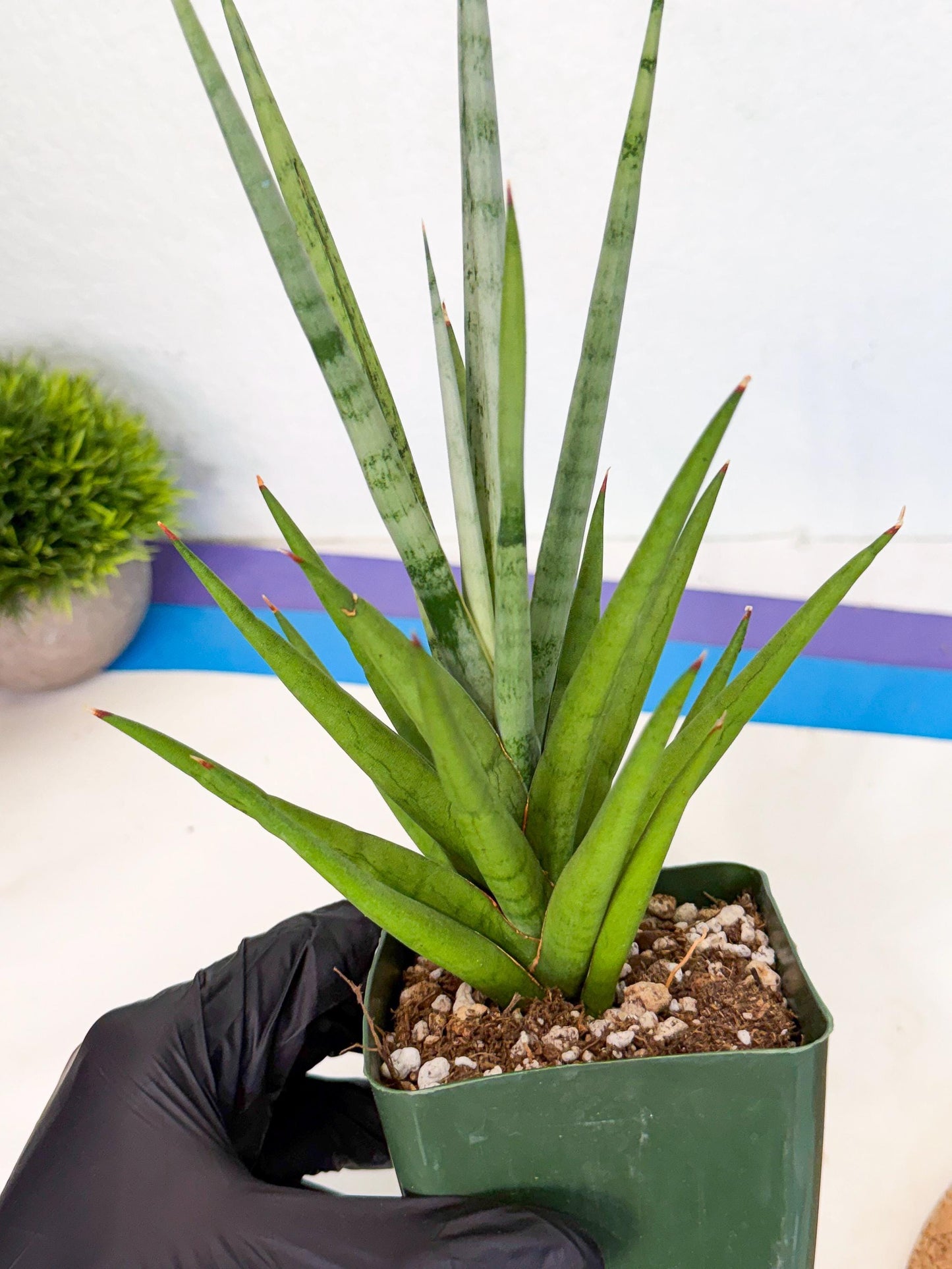 Sansevieria Thunder Stream (xL1) (6) | imported