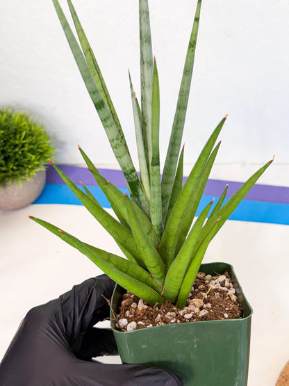 Sansevieria Thunder Stream (xL1) (6) | imported