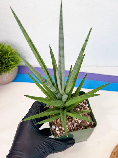 Sansevieria Thunder Stream (xL1) (6) | imported
