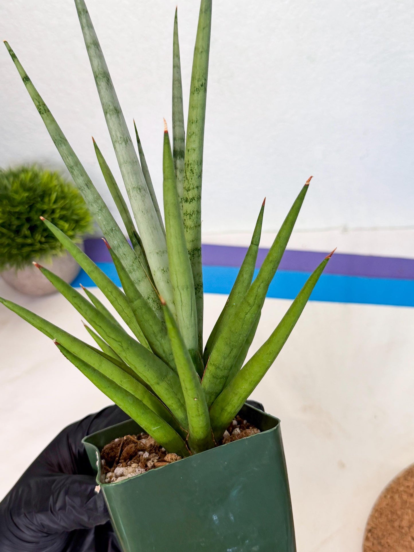 Sansevieria Thunder Stream (xL1) (6) | imported