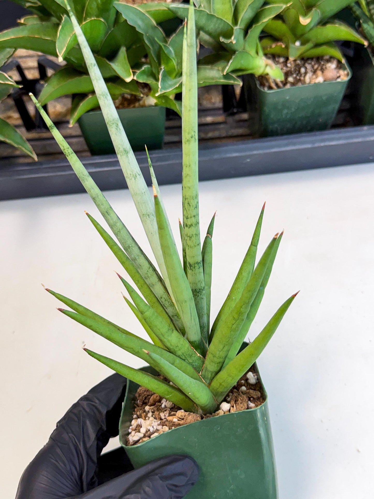 Sansevieria Thunder Stream (xL1) (6) | imported
