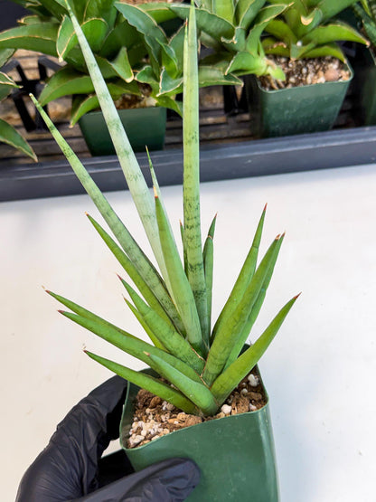 Sansevieria Thunder Stream (xL1) (6) | imported
