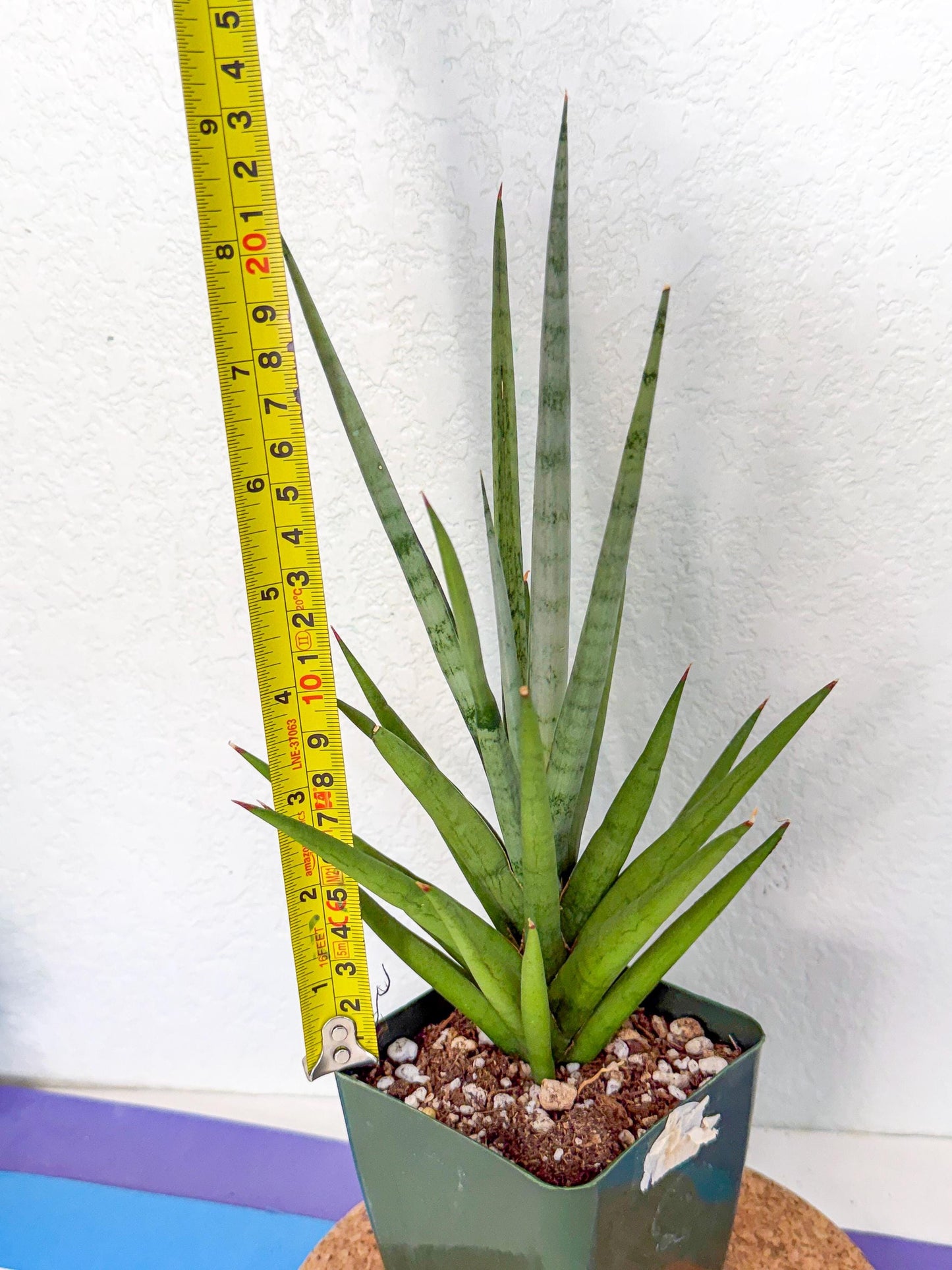 Sansevieria Thunder Stream (xL1) (6) | imported