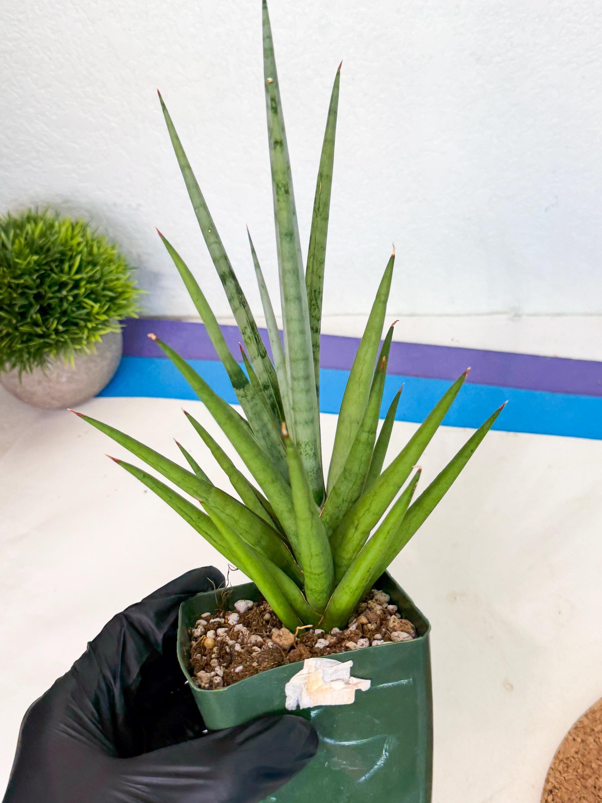 Sansevieria Thunder Stream (xL1) (6) | imported