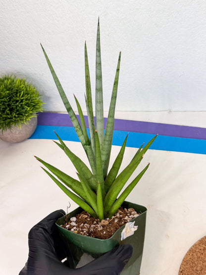 Sansevieria Thunder Stream (xL1) (6) | imported