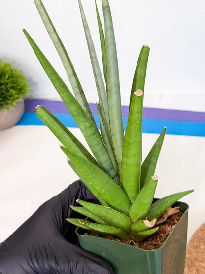 Sansevieria Thunder Stream (xL1) (4) | Sale
