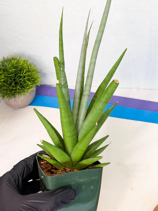 Sansevieria Thunder Stream (xL1) (g) | Sale