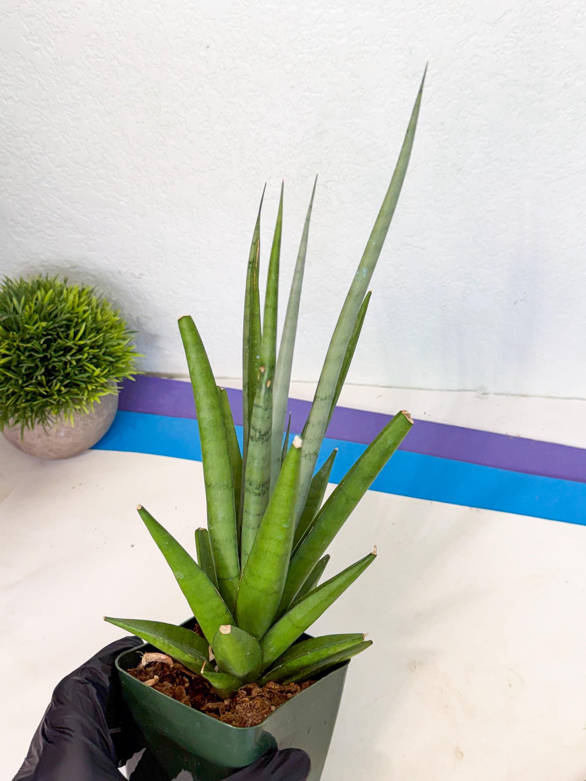 Sansevieria Thunder Stream (xL1) (4) | Sale