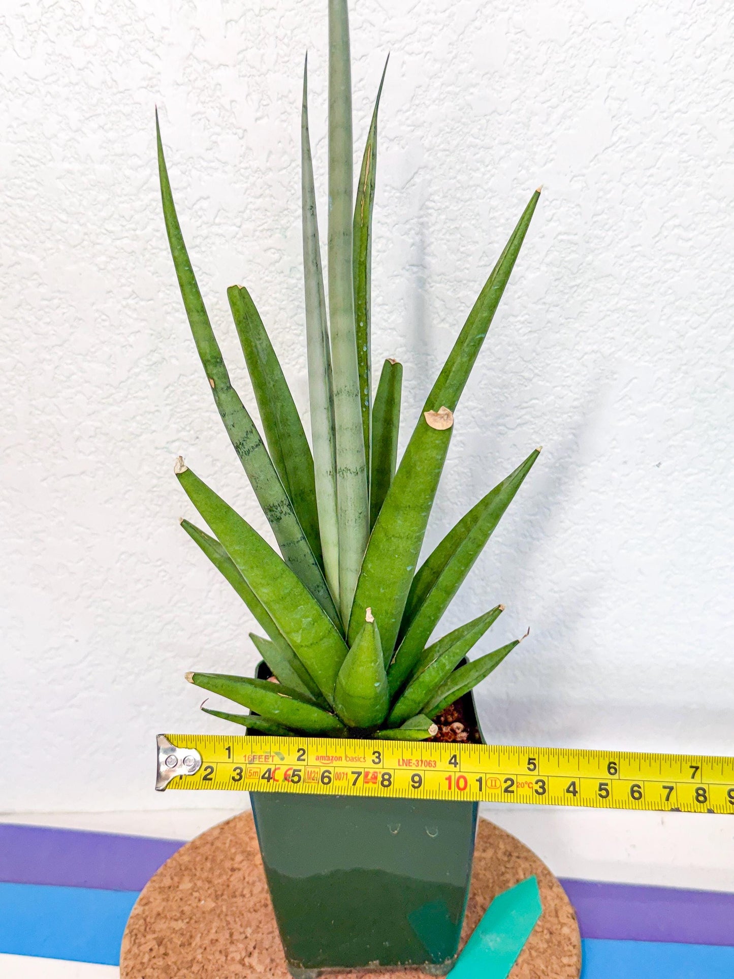 Sansevieria Thunder Stream (xL1) (4) | Sale