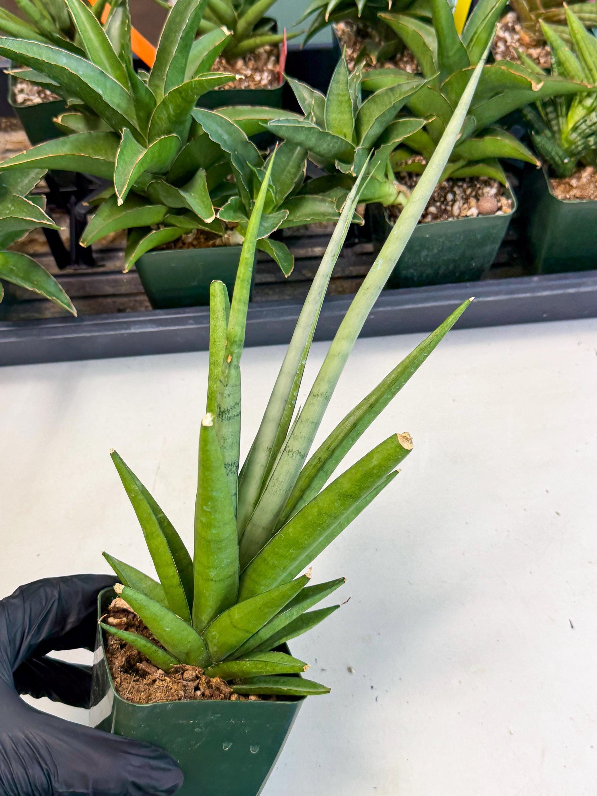 Sansevieria Thunder Stream (xL1) (4) | Sale
