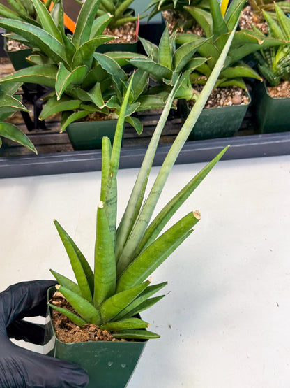 Sansevieria Thunder Stream (xL1) (4) | Sale