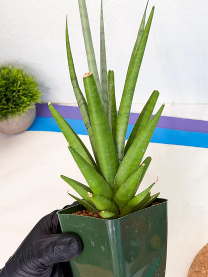 Sansevieria Thunder Stream (xL1) (4) | Sale