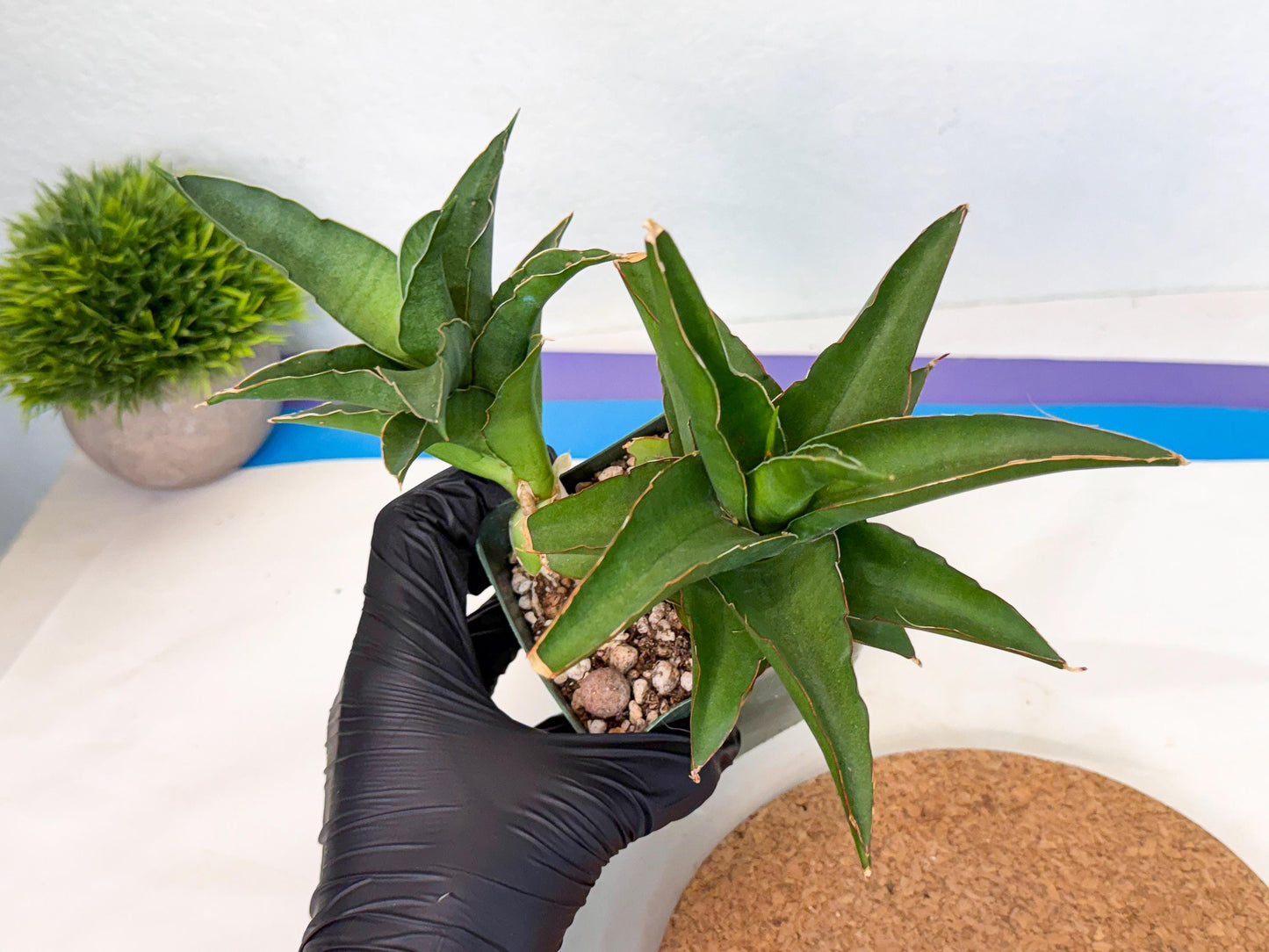 Sansevieria Maya (XL1) (9) | sale