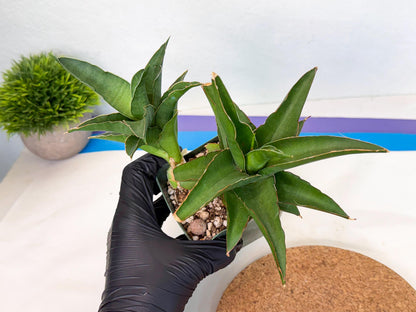 Sansevieria Maya (XL1) (9) | sale