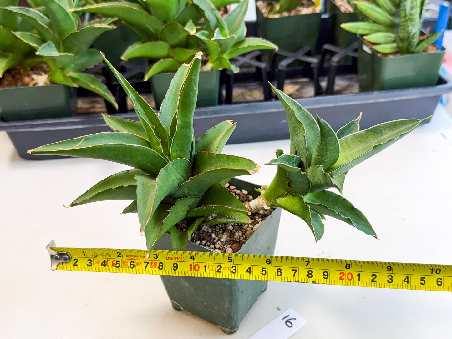 Sansevieria Maya (XL1) (9) | sale
