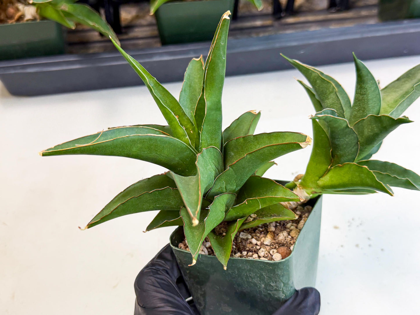 Sansevieria Maya (XL1) (9) | sale