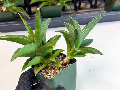 Sansevieria Maya (XL1) (9) | sale