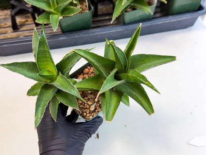Sansevieria Maya (xL1) (18) | sale