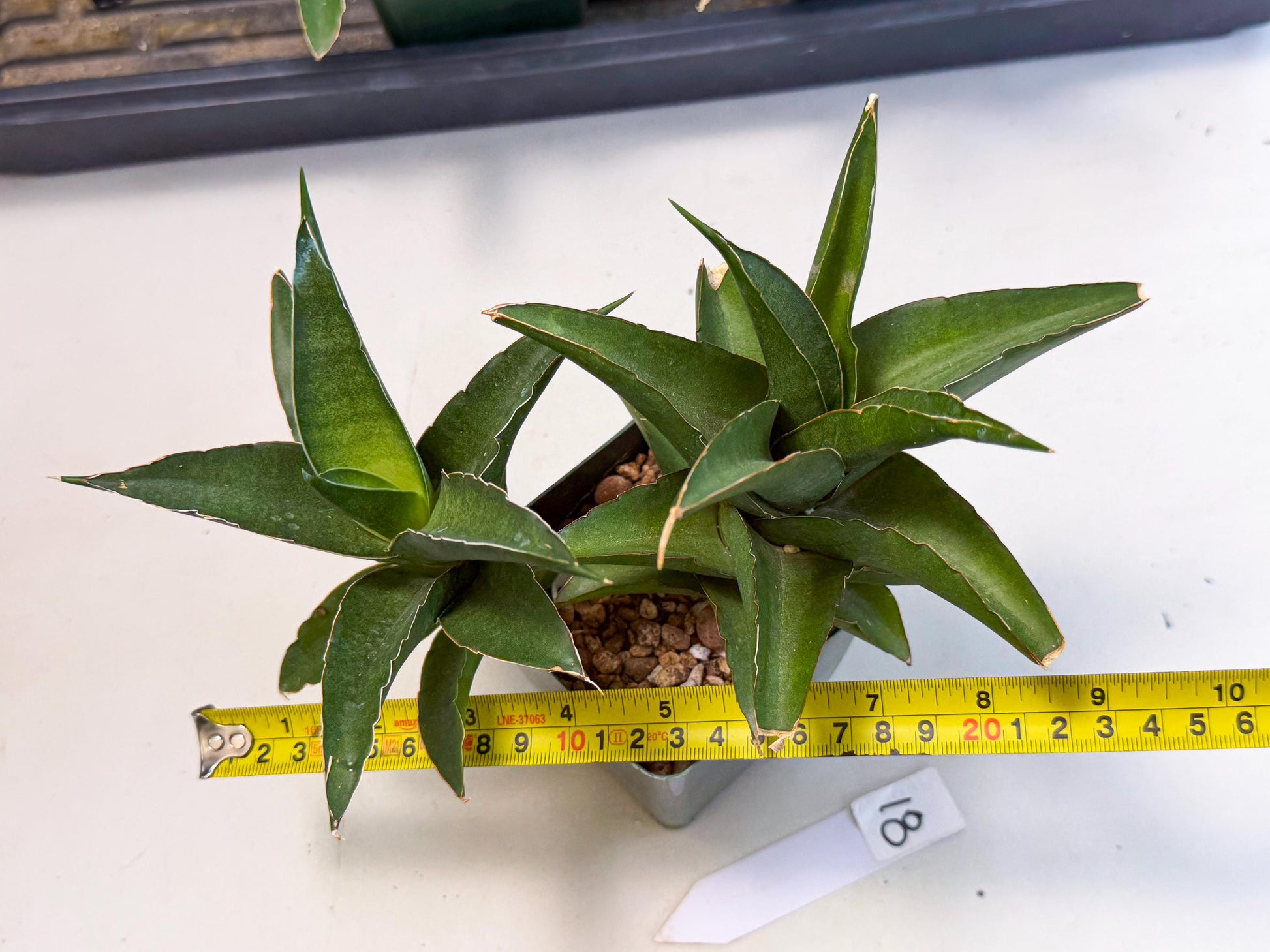 Sansevieria Maya (xL1) (18) | sale