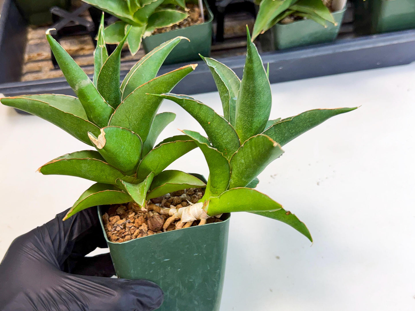 Sansevieria Maya (xL1) (18) | sale