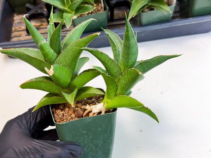 Sansevieria Maya (xL1) (18) | sale
