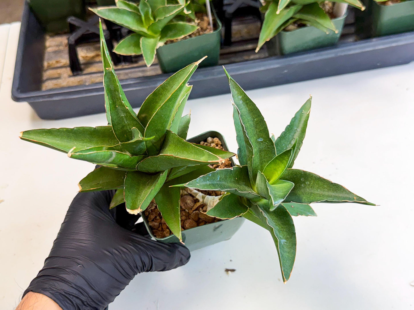 Sansevieria Maya (xL1) (18) | sale