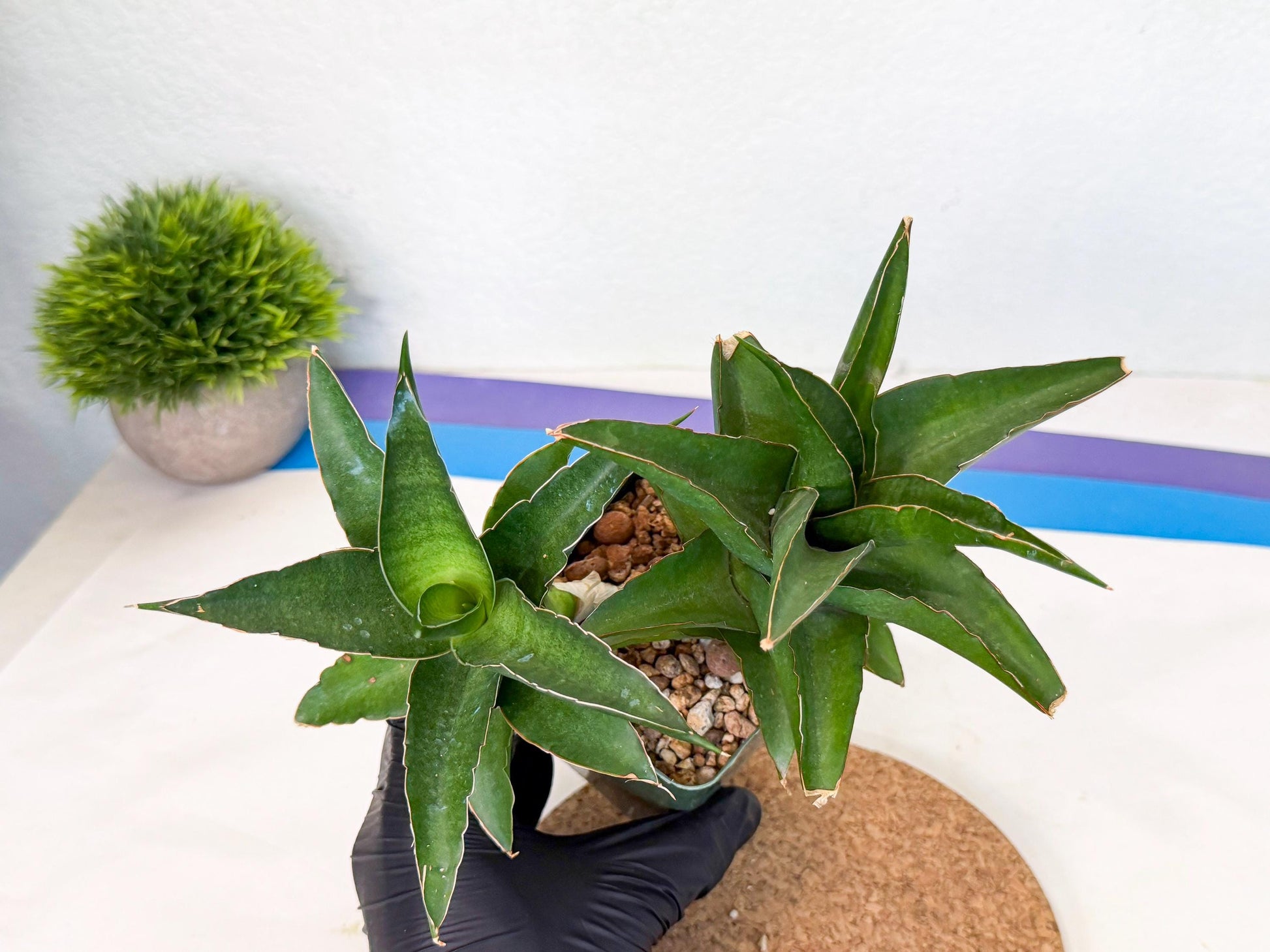 Sansevieria Maya (xL1) (18) | sale