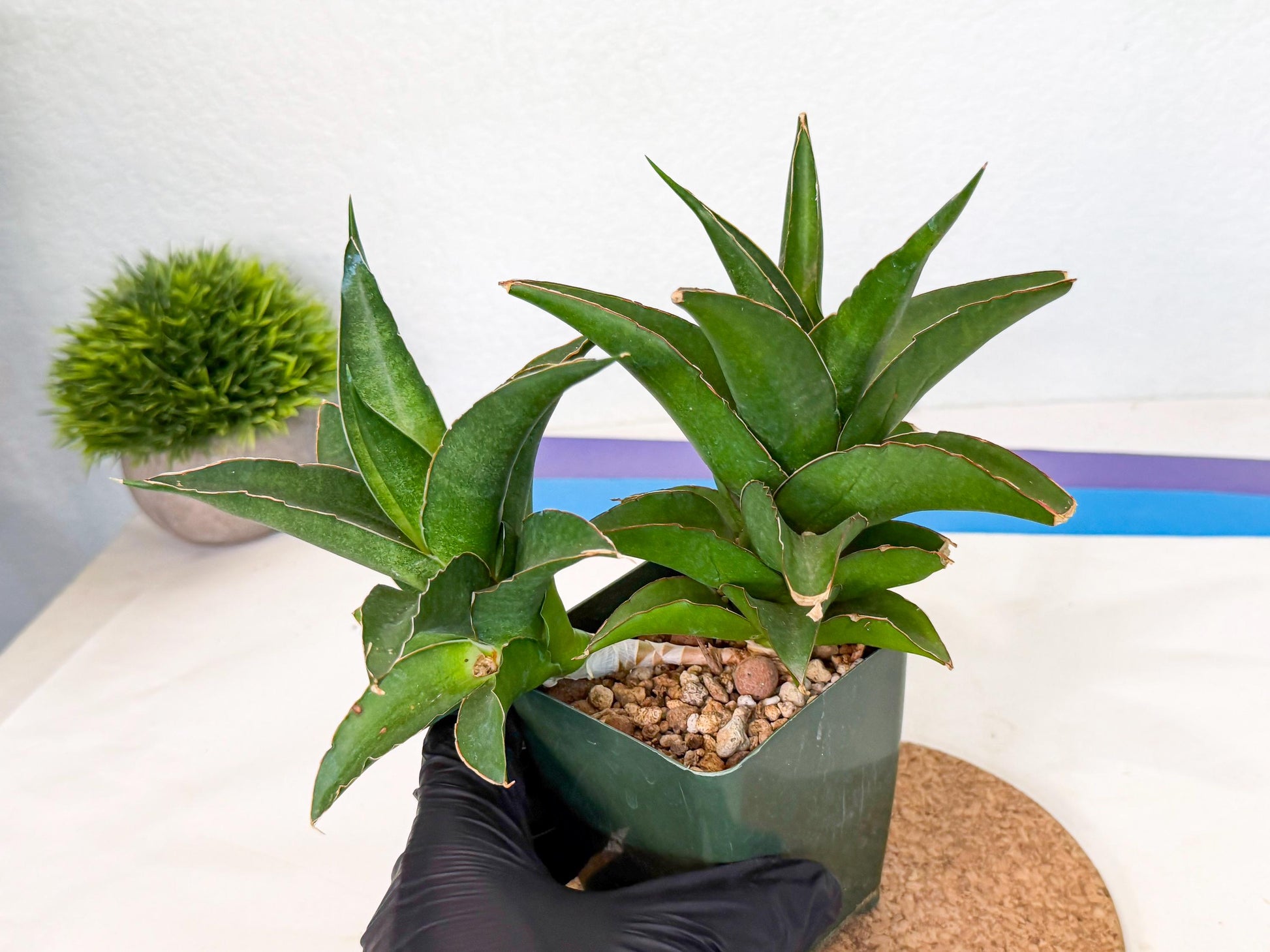 Sansevieria Maya (xL1) (18) | sale