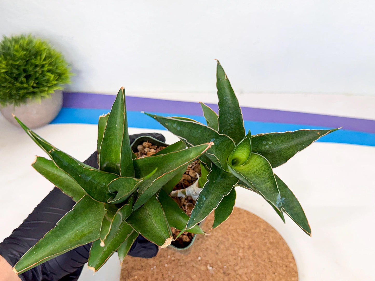 Sansevieria Maya (xL1) (18) | sale