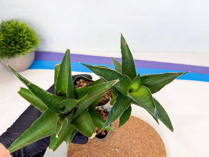 Sansevieria Maya (xL1) (18) | sale