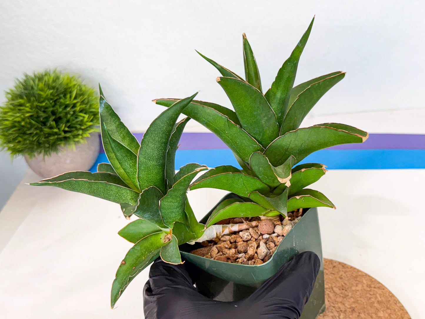 Sansevieria Maya (xL1) (18) | sale