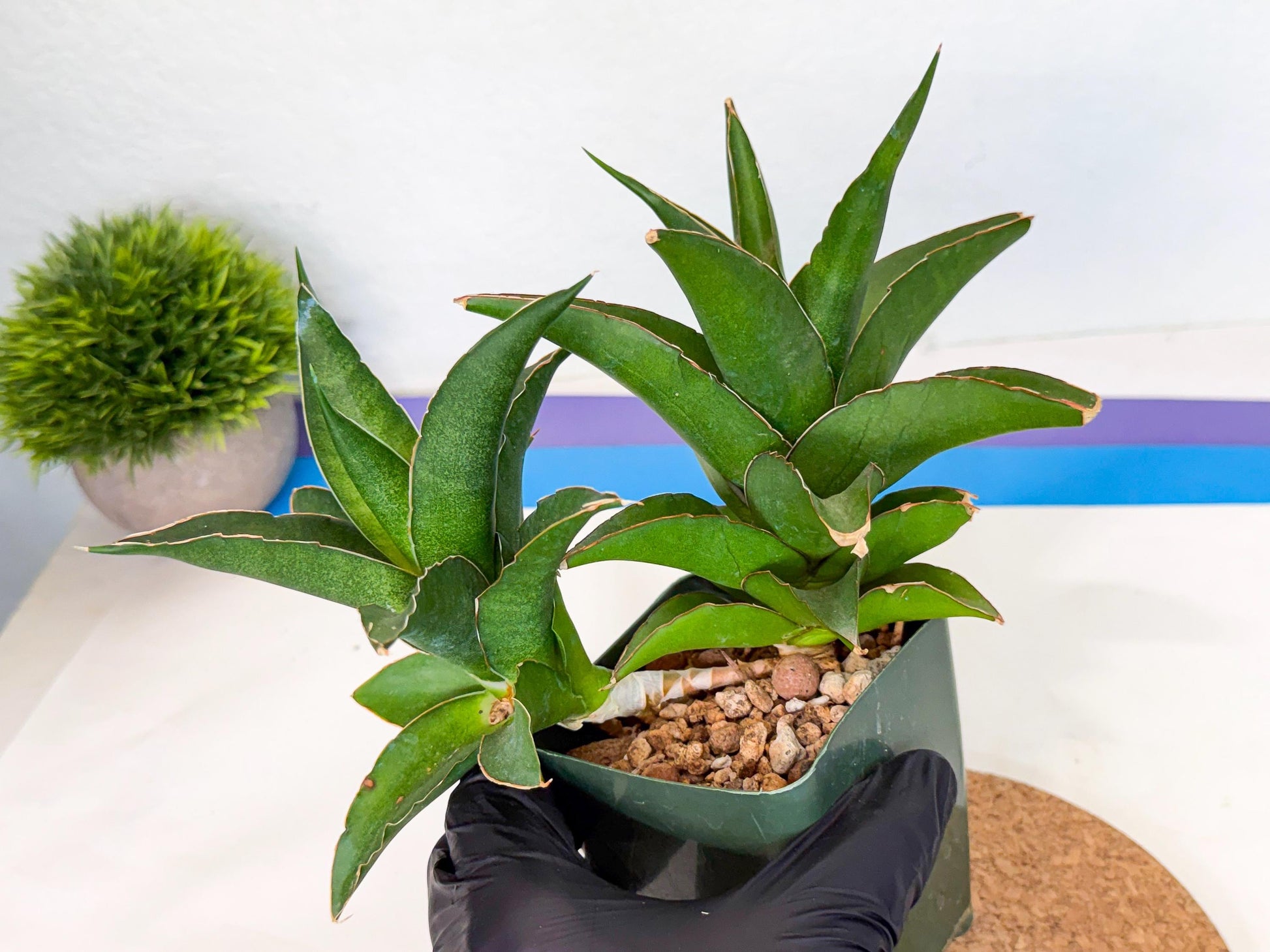Sansevieria Maya (xL1) (18) | sale