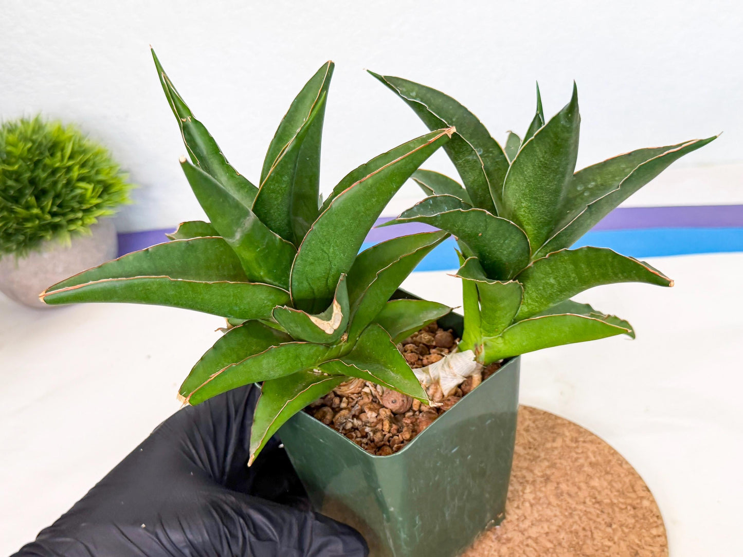 Sansevieria Maya (xL1) (18) | sale