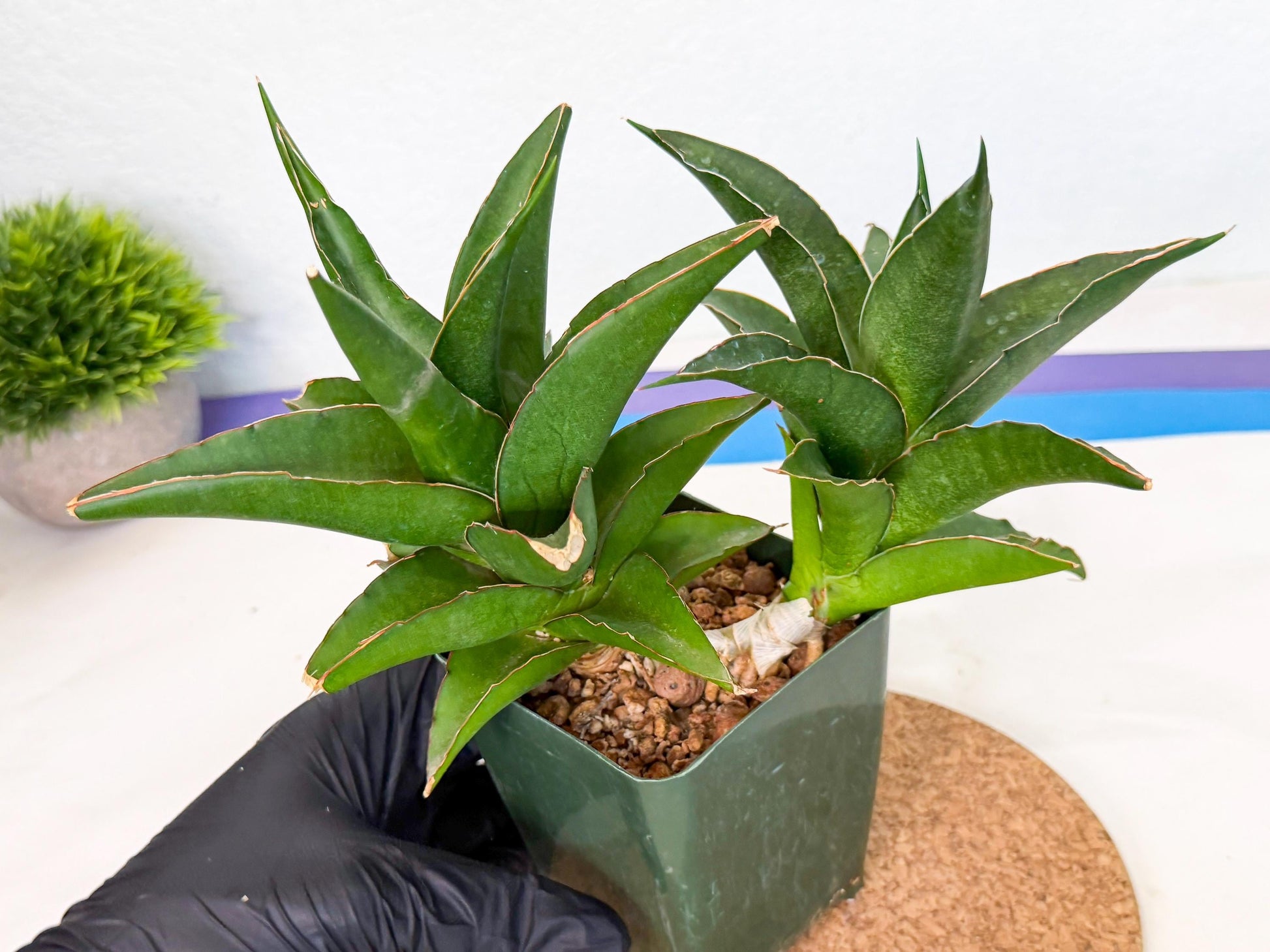 Sansevieria Maya (xL1) (18) | sale