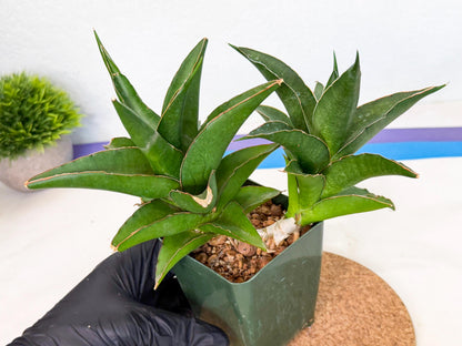 Sansevieria Maya (xL1) (18) | sale