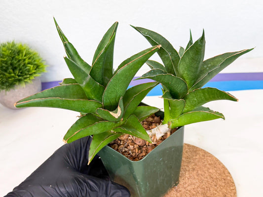 Sansevieria Maya (xL1) (18) | sale